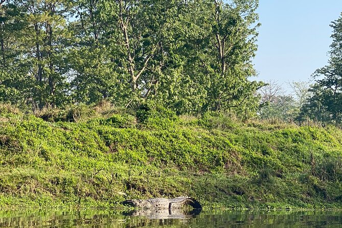 1 Night 2 Days Chitwan Jungle Safari Tour - Who This Chitwan Safari Fits Best (and Who Should Think Twice)