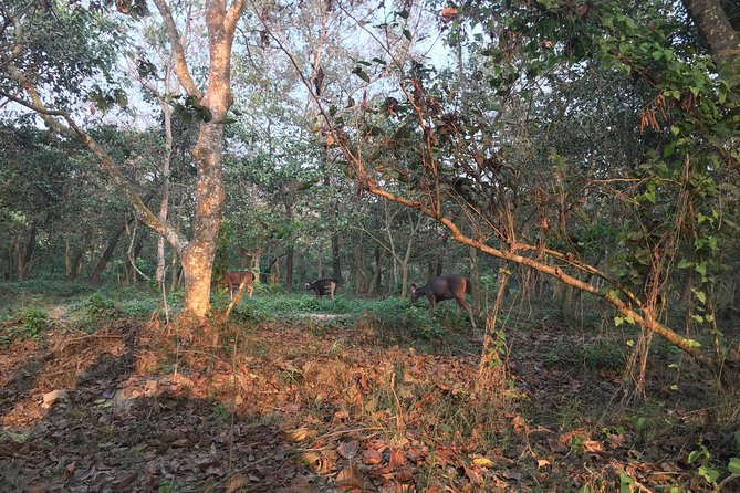1 Night 2 Days Chitwan Jungle Safari Tour from Kathmandu - Why Chitwan Jungle Safari Works as a 2-Day Escape