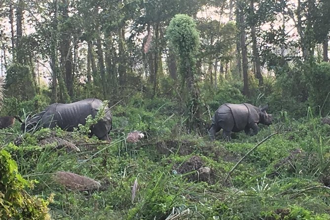 1 Night 2 Days Chitwan Jungle Safari Tour from Kathmandu - Day 1: Kathmandu Early Pickup, Bumpy Roads, and Tharu Culture