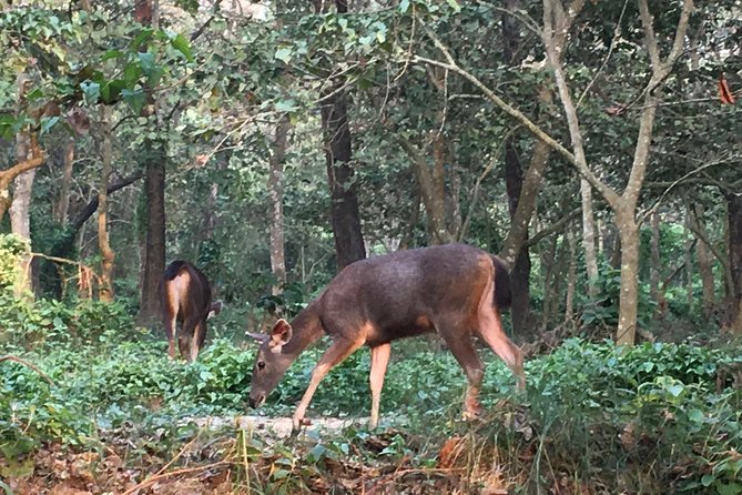 1 Night 2 Days Chitwan Jungle Safari Tour from Kathmandu - Getting Value From Wildlife Time in Chitwan