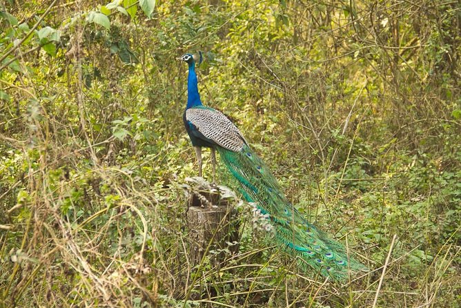 10 Day Kathmandu, Nagarkot, Chitwan, Lumbini, Pokhara Luxury Tour in Nepal - Lumbini at night: Buddha’s birthplace area and temple atmosphere