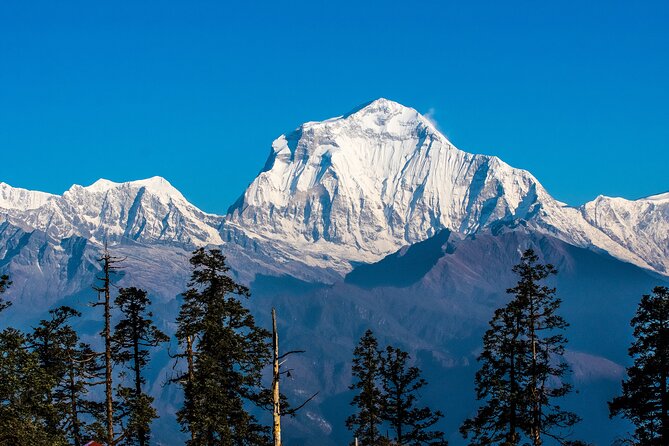 12 Days Trek Tour in Nepal - Day 6 The Hard Day to Mohare Danda: Forest Walking, Peak Views, and That About 1,000 Meter Climb