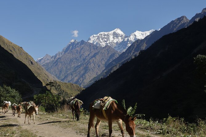 15 Days Manaslu Circuit Trek - Samagaun and Punggyen Gompa: the acclimatization-friendly rhythm