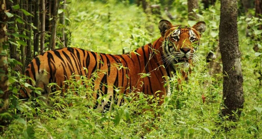 2 Days Chitwan Jungle Safari Tour from Pokhara/Kathmandu - Who this tour suits best