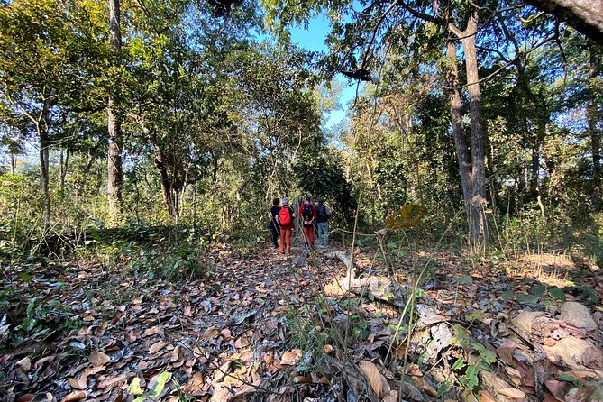 2 Hours Nature Walk in Chitwan National Park - A short Chitwan walk that actually feels like nature