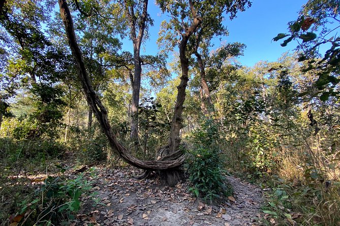 2 Hours Nature Walk in Chitwan National Park - Who should book this Chitwan nature walk from Sauraha?