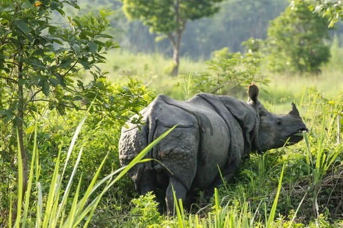2 Night 3 Day Chitwan Jungle Safari Tour from Pokhara - Should you book this 2 night 3 day safari from Pokhara?
