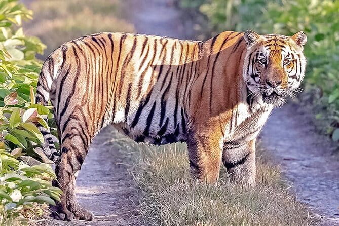 2 Nights 3 Days Chitwan National Park Package with Jeep Safari - Day 2 in Chitwan National Park: the core wildlife day