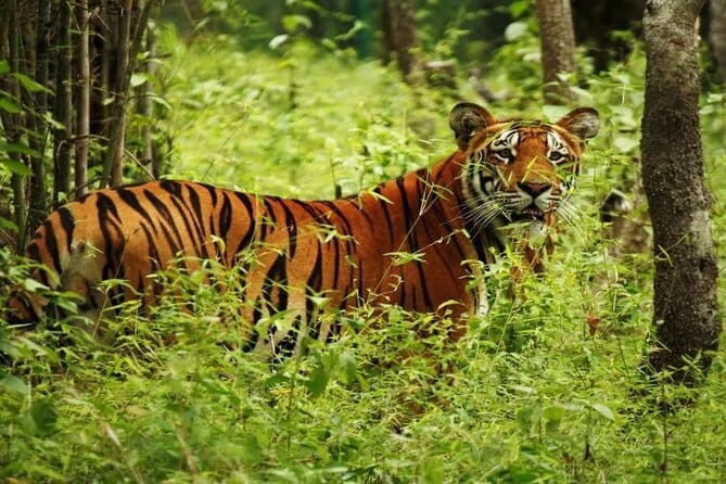 2 Nights 3 Days Chitwan National Park Package with Jeep Safari - Day 3 back to Kathmandu: wrap-up and a clean finish