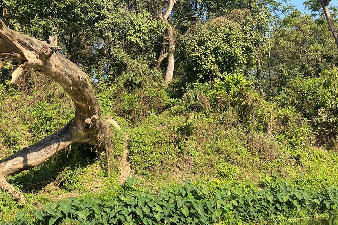 2 Nights 3 Days Chitwan Safari Tour from Kathmandu or Pokhara - Day 3: Bird watching, then back to Kathmandu or Pokhara