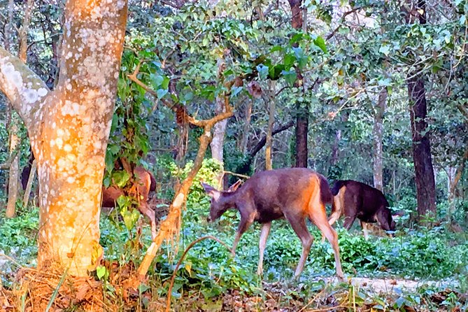 2 Nights 3 Days Chitwan Wildlife Jungle Safari Package Tour - What kind of traveler should book this Chitwan safari package