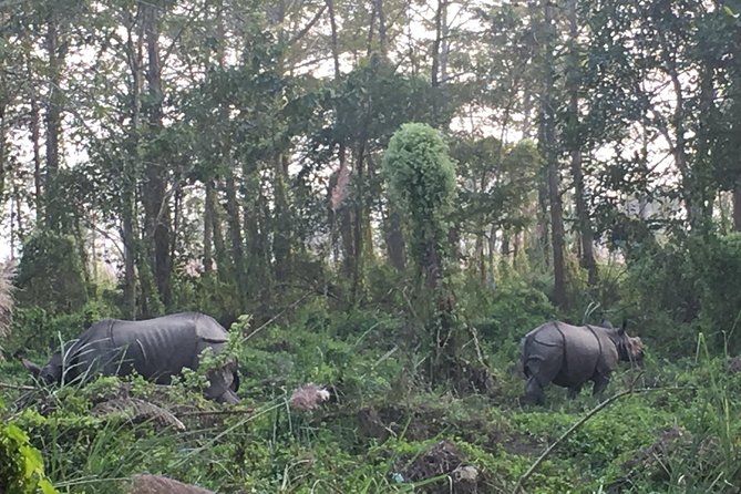 2 Nights 3 Days Chitwan Wildlife Jungle Safari Package Tour - Getting from Kathmandu or Pokhara: long ride, early start, clear schedule