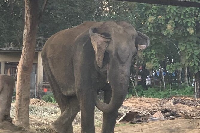 3-Day All Inclusive Chitwan Jungle Safari Tour From Kathmandu - Where You Sleep and Eat: 3-Star Convenience for Two Nights