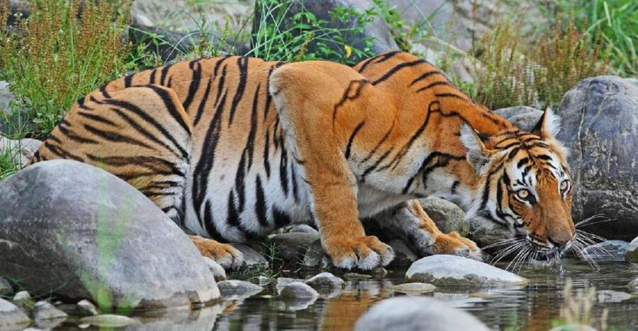 3-Day Chitwan Jungle Safari Adventure From Kathmandu/Pokhara - Key things to know before you go
