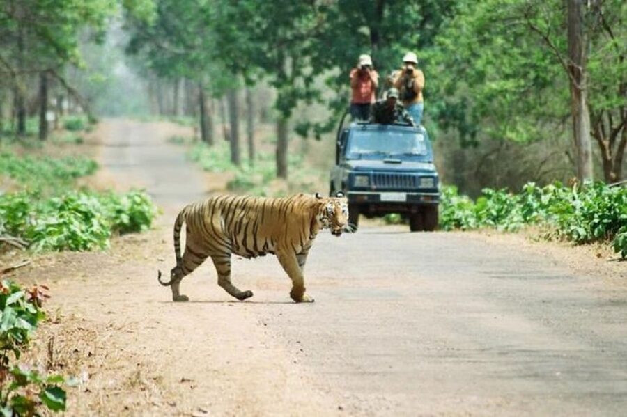 3-Day Chitwan Jungle Safari Adventure From Kathmandu/Pokhara - Day 2 wildlife routine: canoe, birdwatching, jungle walk, and breeding centers