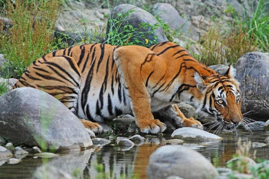 3-Day Chitwan Jungle Safari Adventure From Kathmandu/Pokhara - Price and value at about $158 per person