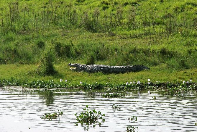 3-Day Chitwan Jungle Safari Tour from Kathmandu - Meals and timing: buffet meals that keep you moving