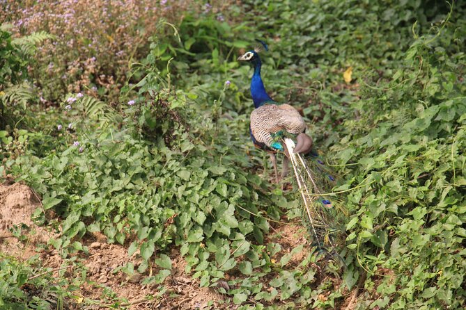 3-Day Chitwan National Park Jungle Safari Tour Package with Pick Up - Day 3: Morning Bird Watching, Then Back to Kathmandu