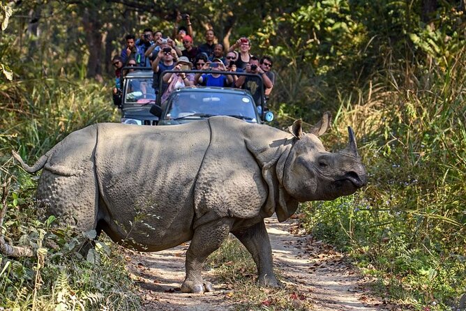 3-Day Chitwan National Park Jungle Safari Tour Package with Pick Up - Wildlife Expectations: Rhinos, Crocodiles, and the Tiger Maybe
