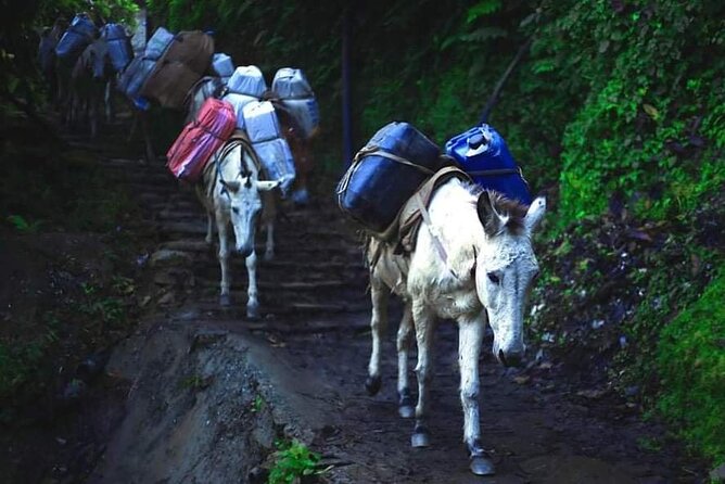 3 Days 2 Nights Poon Hill Trekking - What the trek experience is really like: forests, villages, and viewpoint energy