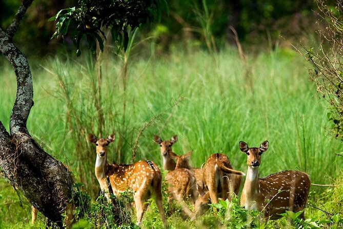 3 Days and 2 Nights Chitwan National Park Safari Tour in Pokhara - Key highlights you’ll care about