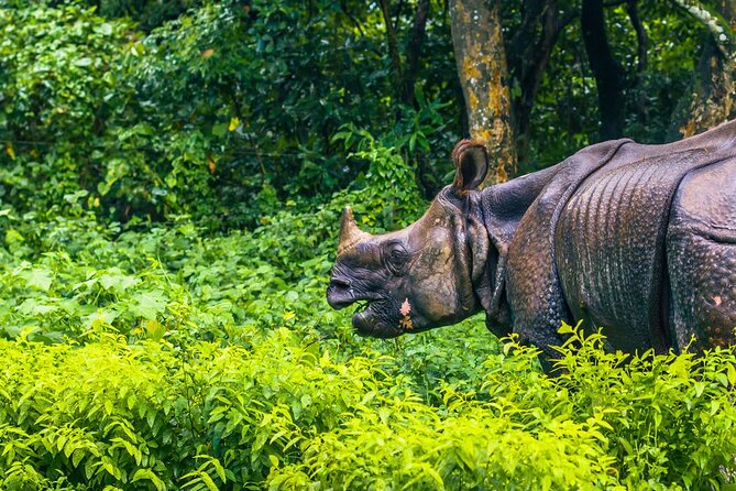 3 Days and 2 Nights Chitwan National Park Safari Tour in Pokhara - Day 1 Sauraha Chitwan, village culture before the wildlife