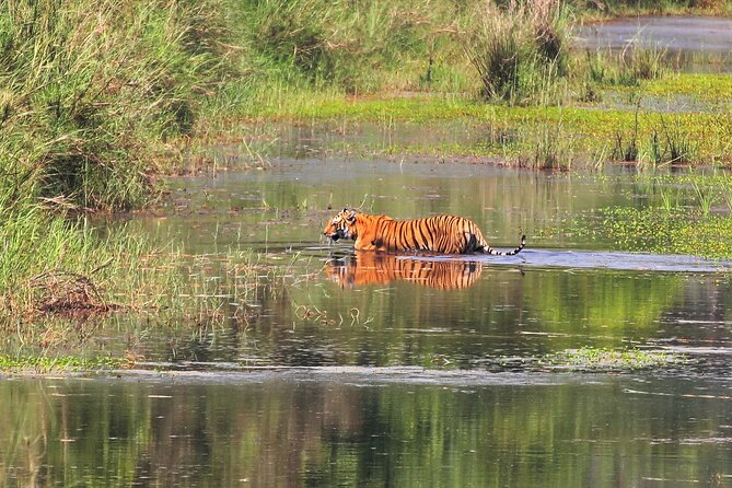 3 Days and 2 Nights Chitwan National Park Safari Tour in Pokhara - Day 3 checkout and the return toward Pokhara or Kathmandu