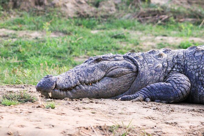 3 Days and 2 Nights Chitwan National Park Safari Tour in Pokhara - Should you book this Chitwan safari tour?