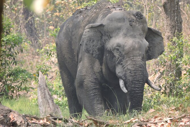 3 Nights 4 Days Bardia Tiger Tracking Tour | Bardia Jungle Safari - Day 2 jeep safari: your biggest coverage day