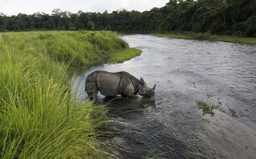 3 Nights 4 Days Chitwan National Park with Tower Night Stay - Day 3: Full-day Chitwan rhythm, jeep safari timing, and crocodile plans