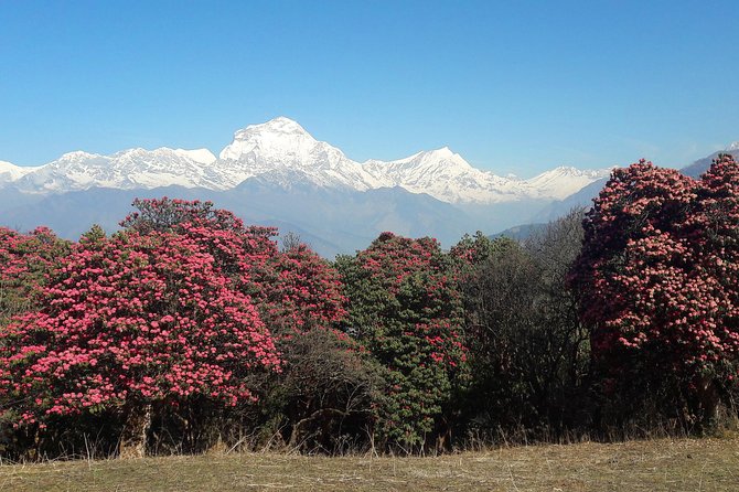 4-Day Private Poon Hill Trekking Tour - Key highlights to know before you go