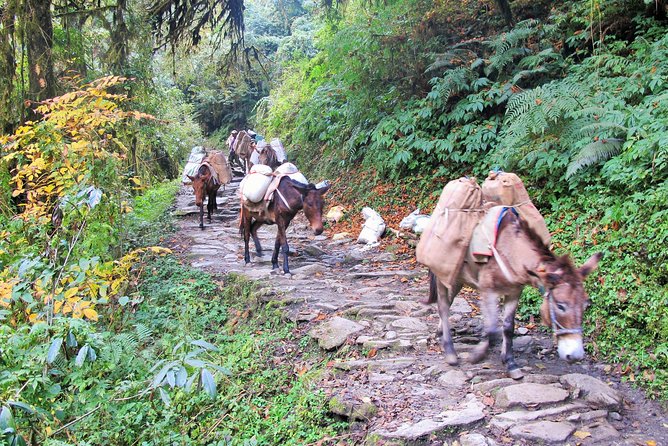 4-Day Private Poon Hill Trekking Tour - Guides, permits, and safety basics that keep the trek simple