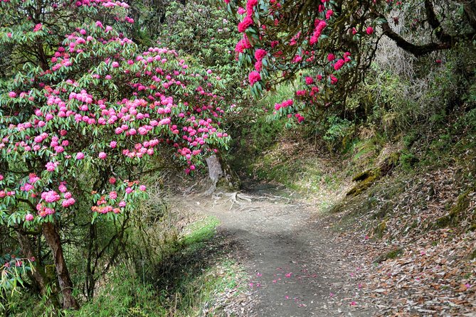 4-Day Private Trekking Experience to Poon Hill and Ghandruk - Weather, Cold Mornings, and Trekking Practicalities You Should Plan For