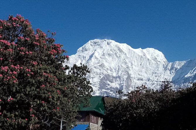 4 Days Amazing Trekking from Pokhara-Ghorepani Poon Hill - Guides Matter: Stories, Patience, and Good Mountain Judgment