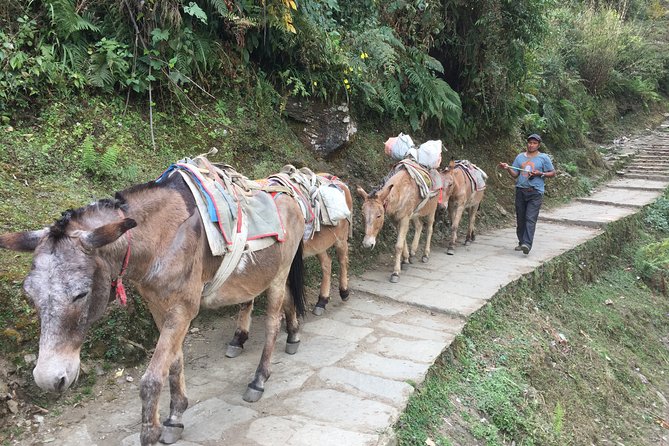 4 Days Poon Hill Trek - Day 1 on the classic route: toward Ghorepani country