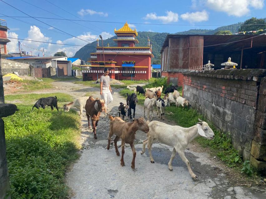 Afternoon Tibetan cultural tour - Why this feels more meaningful than a quick monastery stop