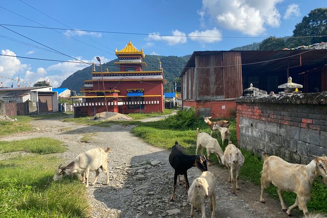 Afternoon Tibetan Cultural Tour to Tibetan Settlements Pokhara - What to expect from the walking and the group size