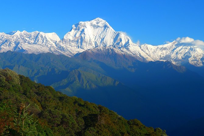 Annapurna Base Camp Trek -8 days - Day 6 down to Bamboo: recovery by force, then a forest reset