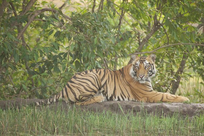 Bardia National Park package with Tiger Tops Karnali lodge - Key highlights you will feel on the ground