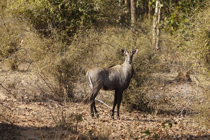 Bardia National Park package with Tiger Tops Karnali lodge - Tiger Tops Karnali Lodge: a small lodge that makes meals and comfort count