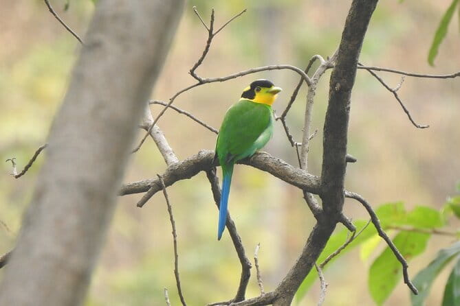 Birding Hike: Day Birdwatching in Kathmandu - Entering the birdy side of Kathmandu