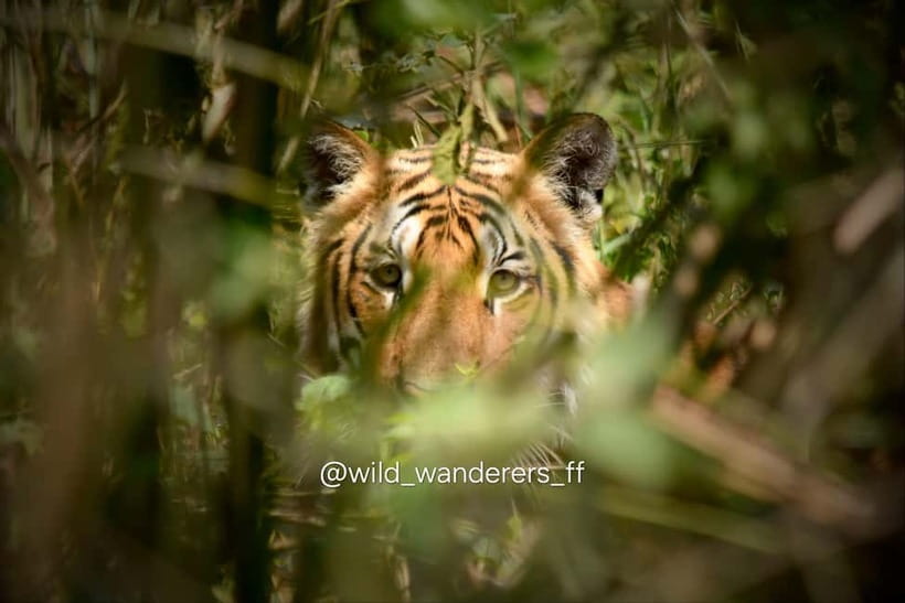 Chitwan: Full-Day Safari Canoeing and Jungle Walk and Jeep - Key things I’d focus on before you go