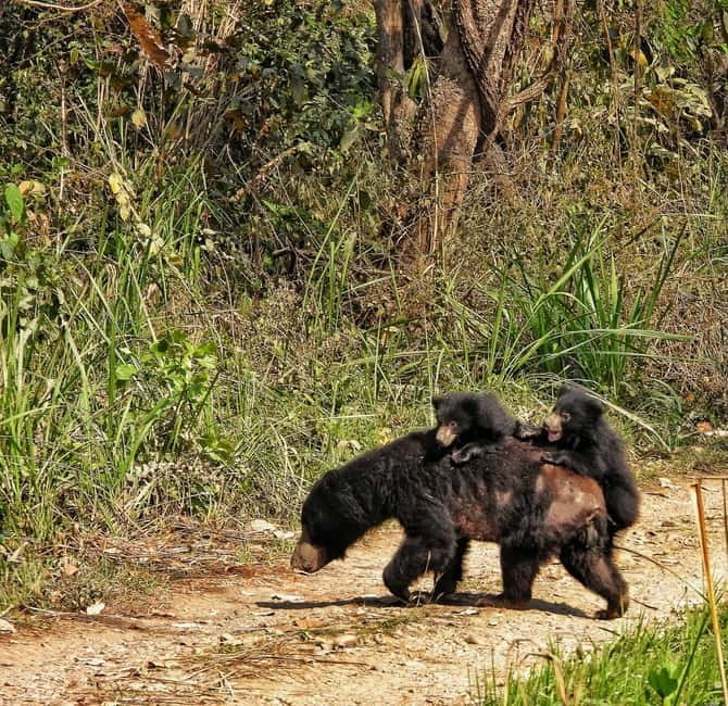 Chitwan: Full-Day Safari Canoeing and Jungle Walk and Jeep - The big idea: see Chitwan in 3 different modes