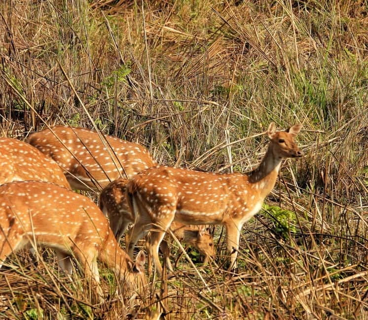 Chitwan: Full-Day Safari Canoeing and Jungle Walk and Jeep - Canoeing the Rapti River: slow boat, fast sightings