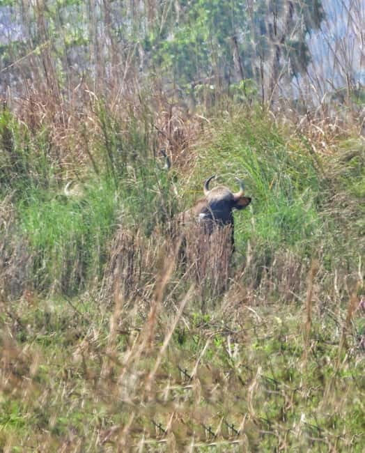 Chitwan: Full-Day Safari Canoeing and Jungle Walk and Jeep - Jungle walk: why the guide’s spotting skills matter
