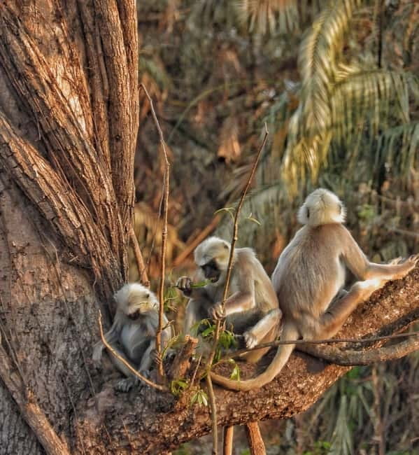 Chitwan: Full-Day Safari Canoeing and Jungle Walk and Jeep - Lunch and the rhythm of a full-day safari