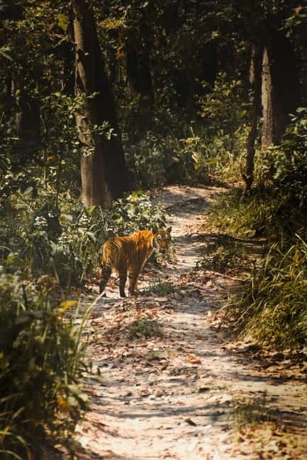 Chitwan: Full-Day Safari Canoeing and Jungle Walk and Jeep - Jeep safari in Chitwan: the format changes by season