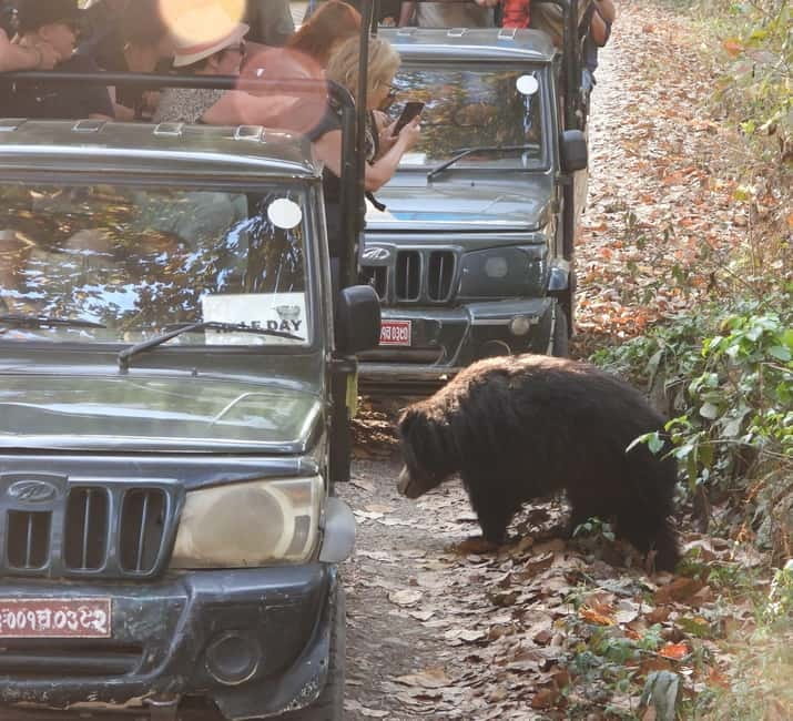 Chitwan: Full-Day Safari Canoeing and Jungle Walk and Jeep - The optional crocodile breeding center donation