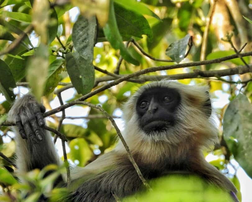 Chitwan: Full-Day Safari Canoeing and Jungle Walk and Jeep - Wildlife viewing reality check: amazing, not guaranteed