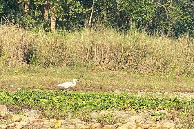 Chitwan Jungle Safari Tour - Day 1 in Chitwan National Park: Jeep Safari, Walk, Museum, Tharu Culture